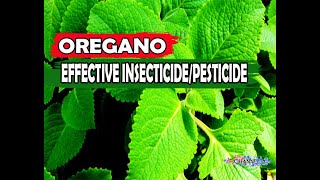 OREGANO MABISANG PAMATAY INSEKTOAPHIDS AT MGA UOD AT IBAPAANO GUMAWA NG SUPER EFFECTIVE NA OREGANO [upl. by Ees]