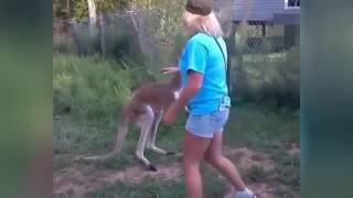 Man fights kangaroo Compilation Best Funny Videos [upl. by Haidabez533]