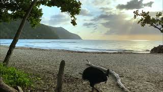 quotCASUARIIFORMES Large FLIGHTLESS Cassowary Casuariidae Dromaiidaequot [upl. by Hahsia433]