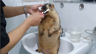 The bewildered look on the marmots face as its snout is cleaned [upl. by Kristel1]