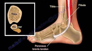 Anatomy Of The Foot amp Ankle  Everything You Need To Know  Dr Nabil Ebraheim [upl. by Bayard]