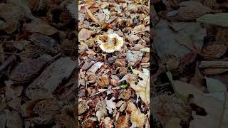 🍂🍁paddenstoelen in het bos [upl. by Anwahsak]