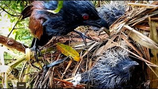 Greater coucal Baby Bird is too cold to eat the mothers foodbirds babyanimal nature [upl. by Alpers]