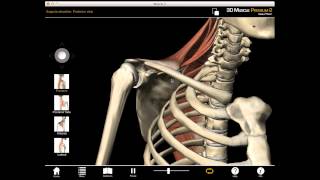 Scapula Elevation muscle action with Muscle Premium [upl. by Jac]