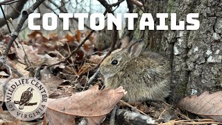 What to do if you find a baby cottontail rabbit [upl. by Naenej]