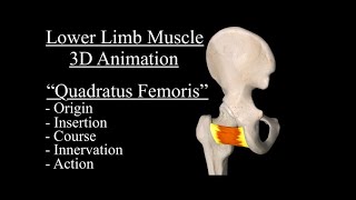 Quadratus Femoris Origin insertion action innervation and Course Hip Muscles Muscle 3D Anatomy [upl. by Ha795]