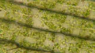 Plasmolysis in Elodea [upl. by Kaden]