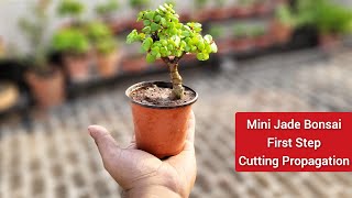 Start Mini Jade Bonsai First Step Jade Cutting Propagation Lucky Jade plant growing tips [upl. by Mayer]