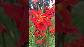 Crocosmia  My New Perennial Plant 😊 [upl. by Learsi]