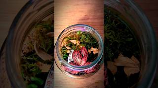 Mini Bioactive Ecosystem in a Jar terrarium garden shorts [upl. by Utir]