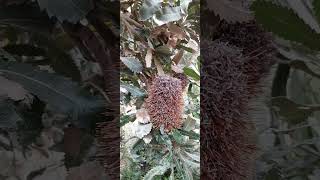 proteacee banksia serrataБанксия пиильчатаяshorts [upl. by Reed]