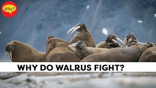 why do walrus fight  Fascinating facts 45 Why Things Happen [upl. by Ayouqes]