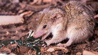 SHORTTAILED SHREW  Natures Tiny but Mighty Predator [upl. by Madlen]