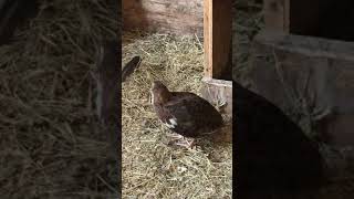 Broody Coturnix quail with chicks Part 3 [upl. by Evslin]