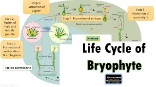 Life Cycle of Bryophyte Moss Life cycle as an example [upl. by Cychosz158]