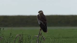 Wespendief bruine kiekendief buizerd onderscheiden buzzard honey buzzard Vogelen met Limosa 37 [upl. by Czarra]