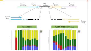 DNA methylation [upl. by Enineg491]