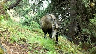 Chamois des Alpes [upl. by Anaej]