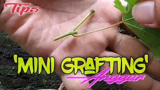 Tips Mini Grafting Anggur [upl. by Nylak]