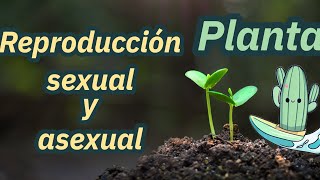 Cómo se reproducen las plantas sexual y asexual  explicación niños primaria [upl. by Miguelita]