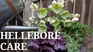 Hellebore Care  First Spring Containers [upl. by Gwyneth105]