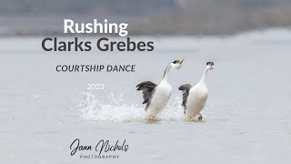 Rushing Carks Grebe Courtship Dance [upl. by Notlew]