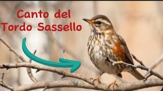 CantoRichiamo del Tordo Sassello [upl. by Annahgiel266]