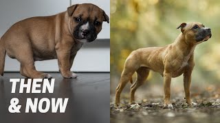 Staffordshire Bull Terrier Puppies One Year Later [upl. by Mapel]