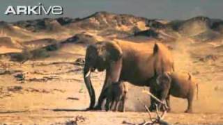 African elephant video Loxodonta africana 4 [upl. by Wickner]