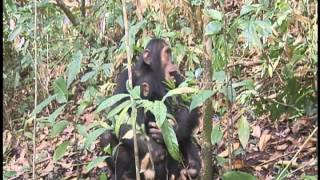 Chimpanzees of Lake Tanganyika Part 2 [upl. by Aleacin]