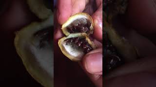 Tabernaemontana undulata fruit and seeds SANANGA [upl. by Sivel]