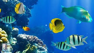 2 Hours of Beautiful Coral Reef Fish Relaxing Ocean Fish amp Stunning Aquarium Relax Music [upl. by Cora]