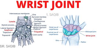 Wrist Joint Anatomy [upl. by Siol105]