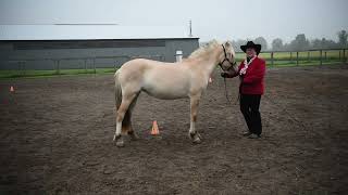 Fjord Horse International Show 2024 [upl. by Waldack]