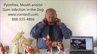 What is Pyorrhea Mouth Gum Teeth Infection the Dog [upl. by Mccord]