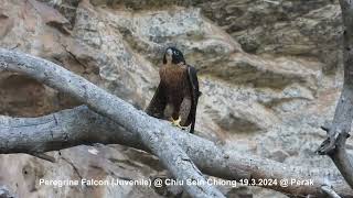 Peregrine Falcon Falco peregrinus ernesti  Juvenile  Chiu S C DSCN4836 [upl. by Migeon116]