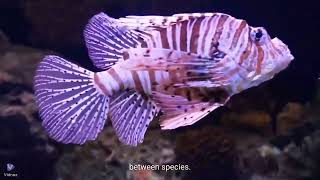 The Venomous Fish  Lionfish [upl. by Fitzger]