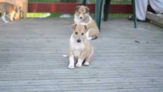 Smooth Collie PUPPIES  5 weeks [upl. by Damiano198]