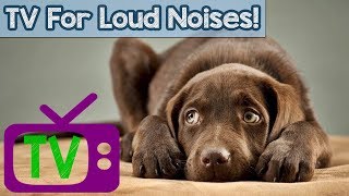 TV for Dogs Scared of Loud Noises Nature Footage and Desensitizing Music for Easily Spooked Dogs [upl. by Willie]