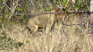 Mating Pair of Lion Kruger National Park South Africa V3 [upl. by Black]