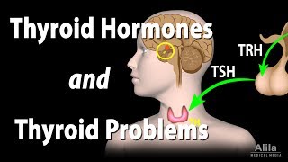 Thyroid Gland Hormones and Thyroid Problems Animation [upl. by Ayin]