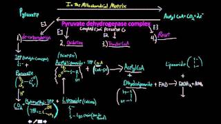 Pyruvate dehydrogenase complex [upl. by Carisa]