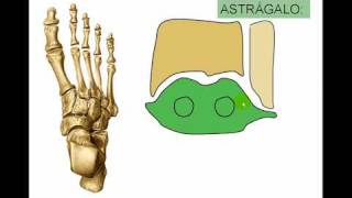 OSTEOLOGIA DE MIEMBRO INFERIOR 11avi [upl. by Emmaline313]