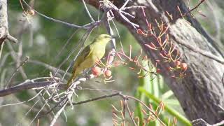 Yellow Honeyeater [upl. by Frasco]