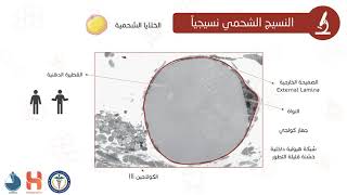 النسيج الشحمي الدهني Adipose Tissue [upl. by Majka]