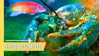 Langosta Gigante  Giant Lobster 2021 [upl. by Leind]