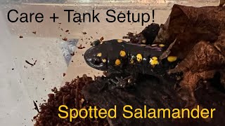 Spotted Salamander Care Guide  Tank Setup [upl. by Cornelia]