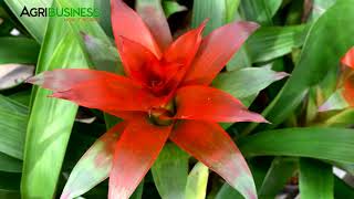 Anthurium and Bromeliads Easy Indoor Plants  Beginners to Super Expensive Collectors Items [upl. by Schweiker]