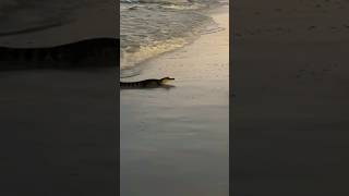 Florida Beach Surprise Alligator has a Beach Day 🌴🐊 shorts [upl. by Jovitta]