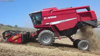 Laverda Al Quattro Evo CRESSONI 6 mt Az  Agr Marchionni Harvest Season 2020 FRUMENTO ALLETTATO [upl. by Caspar]